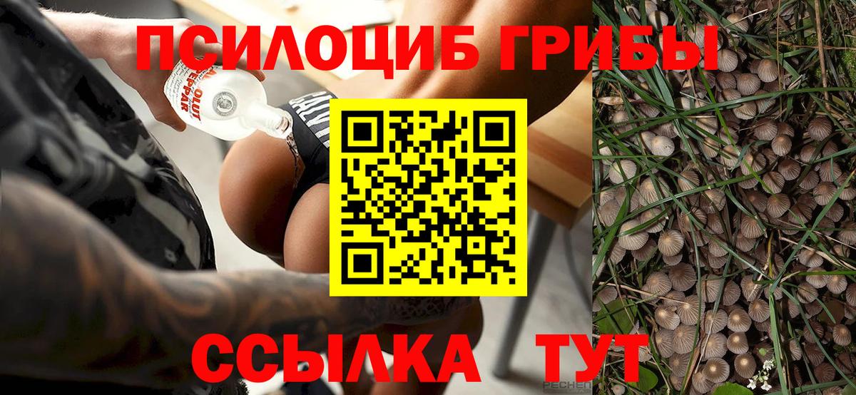 купить закладку  Вход с VPN  Краснознаменск  Псилоцибиновые грибы прущие грибы 