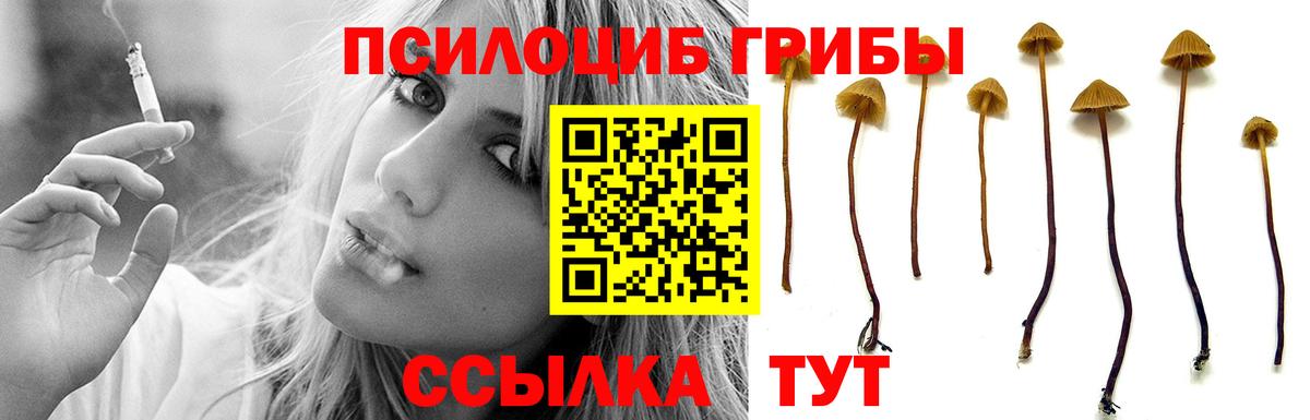 Псилоцибиновые грибы Psilocybe Краснознаменск